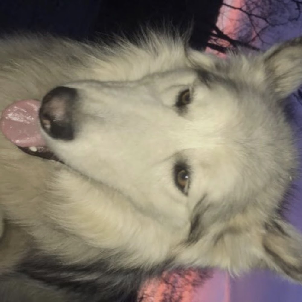 Meet your Posher, Bebe